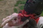 monty.python.holy_.grail_.bunny_.rabbit